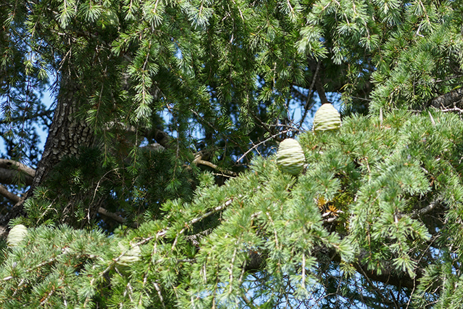 Downtown-Tree-Walk-GarciaPhotos-21