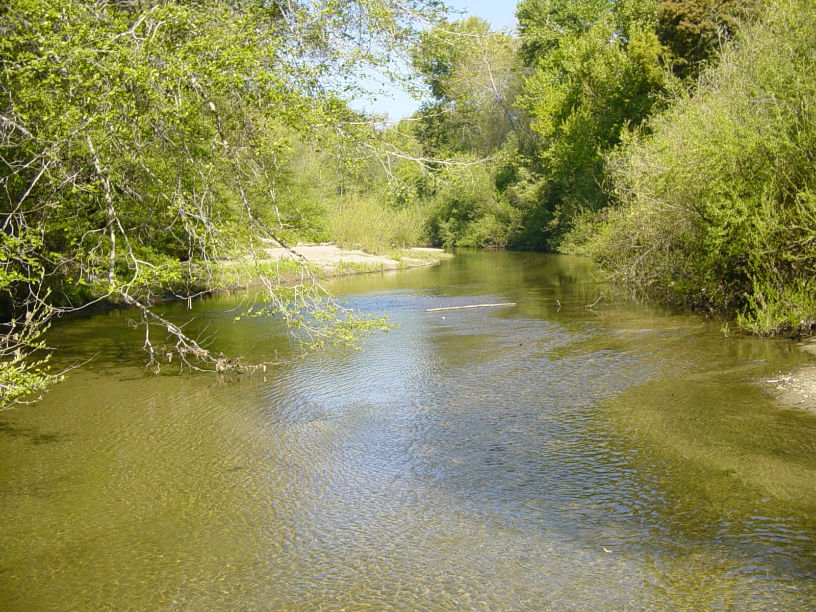 San Lorenzo River (5)