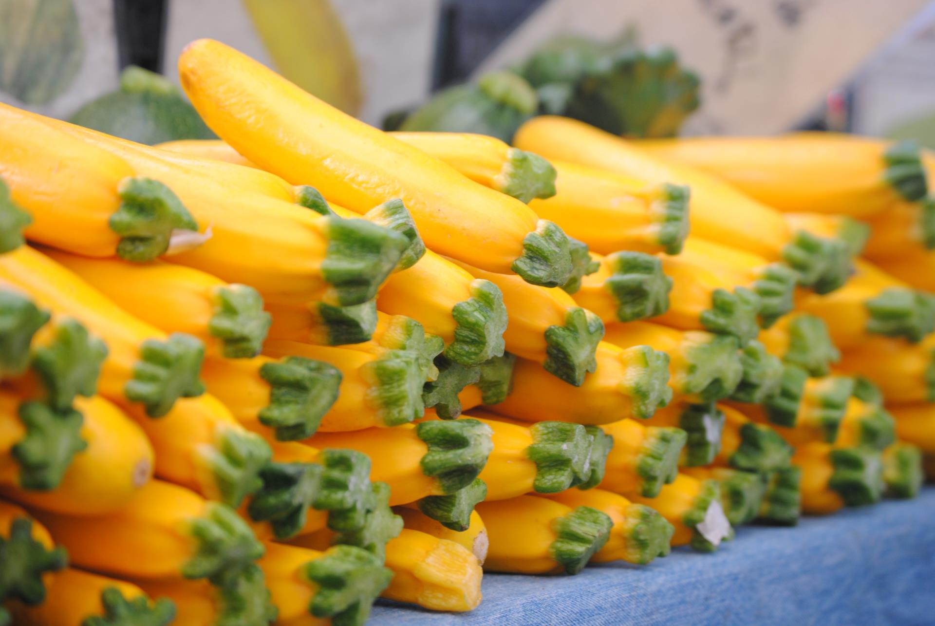 Summer Squash