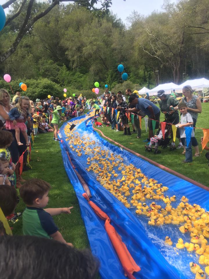 Ducks-swimming-down-the-slide-1