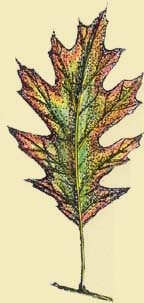 Leaf1