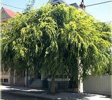 Chinese Elm Tree