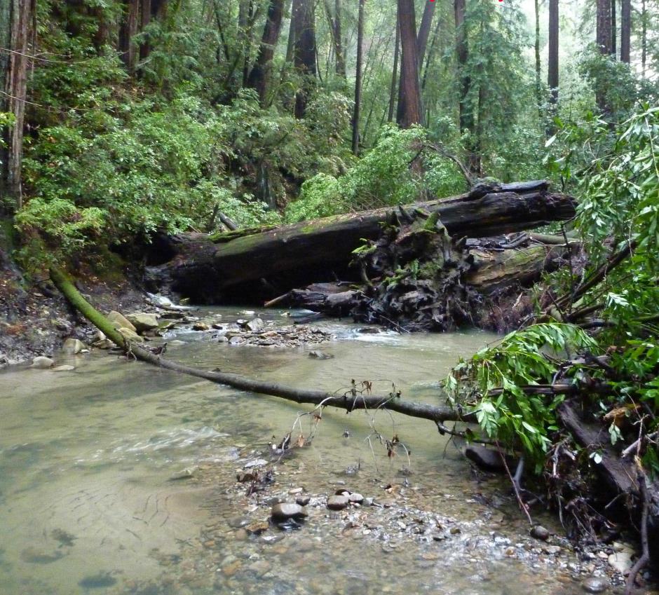 bean creek logjam